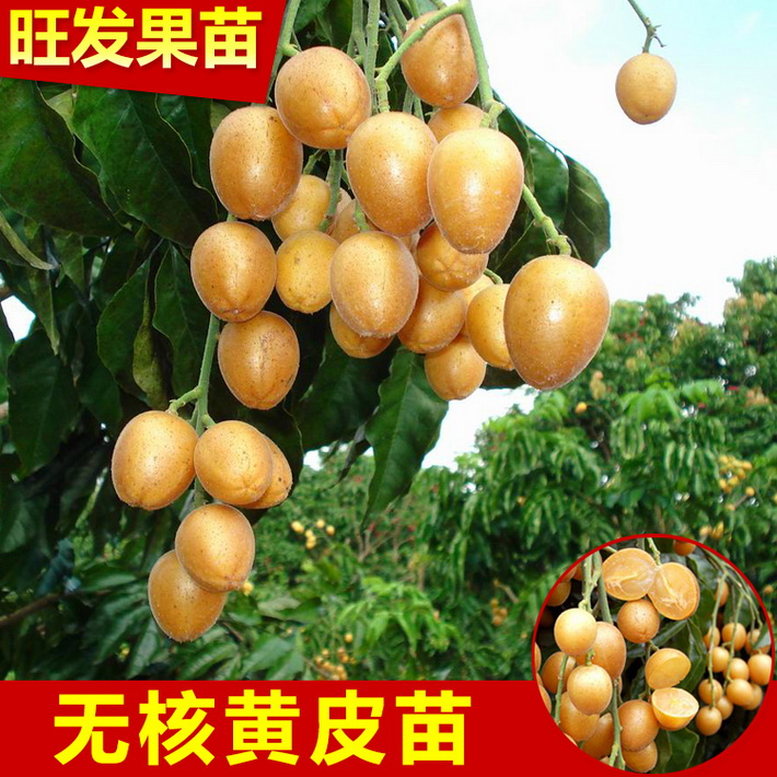 大量供應嫁接無核黃皮苗嫁接苗 肉質鮮嫩超甜品種保障規格齊全