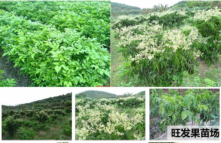 大量供應嫁接無核黃皮苗嫁接苗 肉質鮮嫩超甜品種保障規格齊全