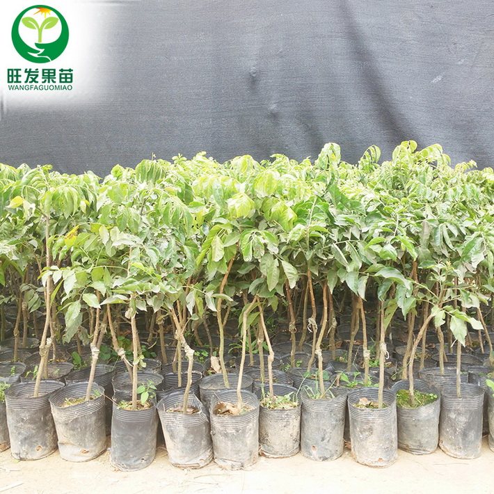 大量供應嫁接無核黃皮苗嫁接苗 肉質鮮嫩超甜品種保障規格齊全