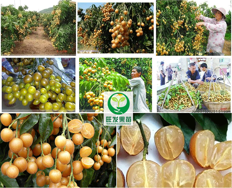 大量供應嫁接無核黃皮苗嫁接苗 肉質鮮嫩超甜品種保障規格齊全