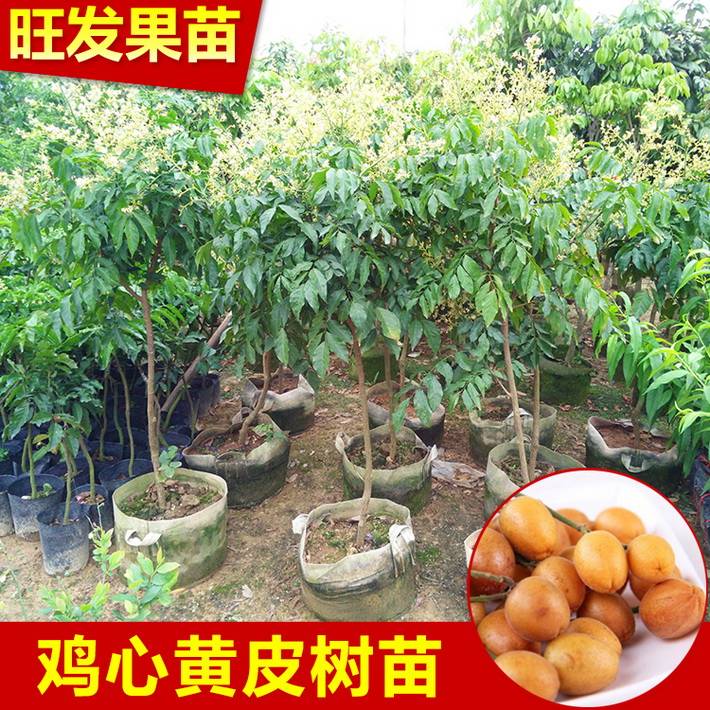 基地直銷 雞心黃皮苗嫁接苗 果肉厚核小很甜 量大價格優(yōu)惠