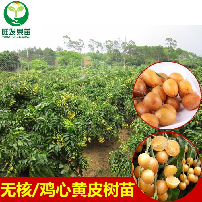 基地直銷 雞心黃皮苗嫁接苗 果肉厚核小很甜 量大價格優(yōu)惠