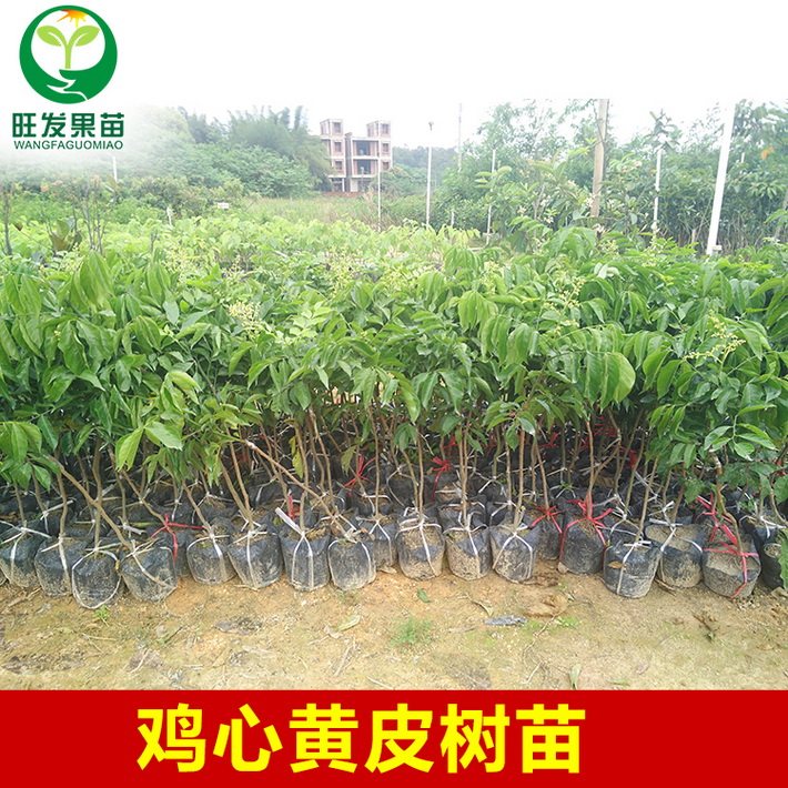 基地直銷 雞心黃皮苗嫁接苗 果肉厚核小很甜 量大價格優(yōu)惠