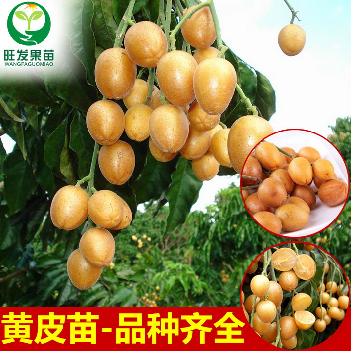 基地直銷 雞心黃皮苗嫁接苗 果肉厚核小很甜 量大價格優惠