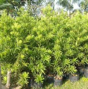 臺灣羅漢松苗 庭園綠化苗觀賞苗