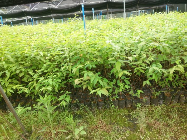 供應櫻花苗觀賞苗綠化花苗 果樹苗批發