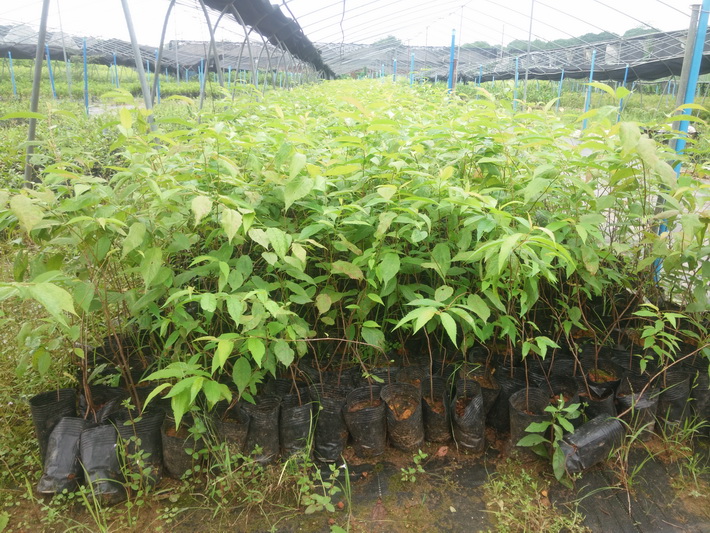 供應櫻花苗觀賞苗綠化花苗 果樹苗批發