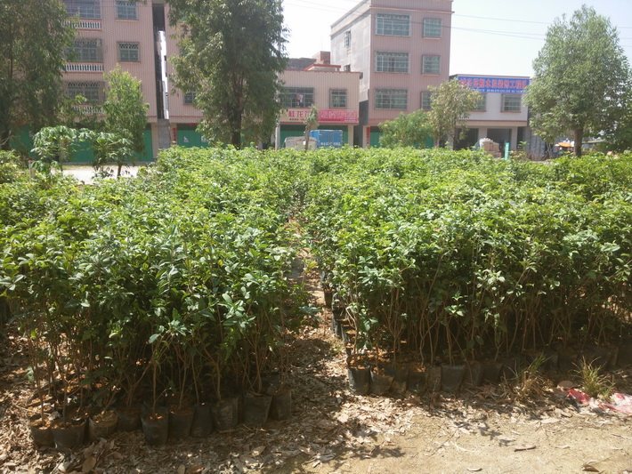 供應桂花苗 四月桂花八月桂花金桂桂花綠化樹 庭園觀賞樹苗苗