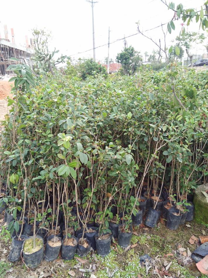 供應桂花苗 四月桂花八月桂花金桂桂花綠化樹 庭園觀賞樹苗苗