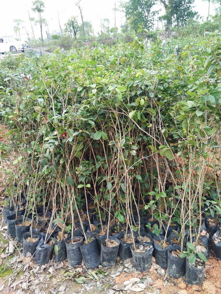 供應(yīng)桂花苗 四月桂花八月桂花金桂桂花綠化樹(shù) 庭園觀賞樹(shù)苗苗