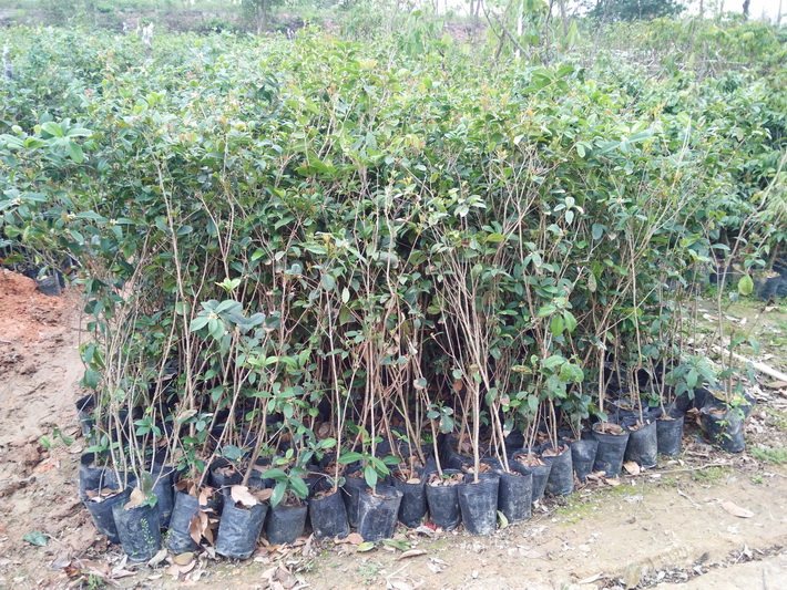 供應桂花苗 四月桂花八月桂花金桂桂花綠化樹 庭園觀賞樹苗苗