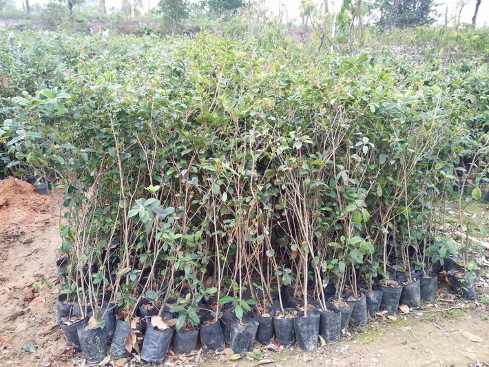 供應桂花苗 四月桂花八月桂花金桂桂花綠化樹 庭園觀賞樹苗苗