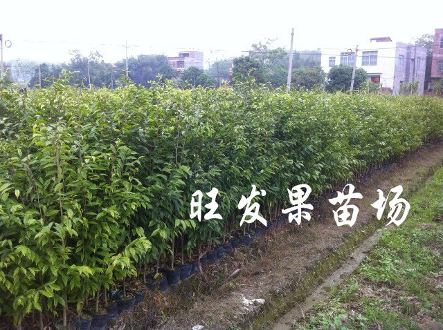 沉香苗廣東沉香苗大量現苗