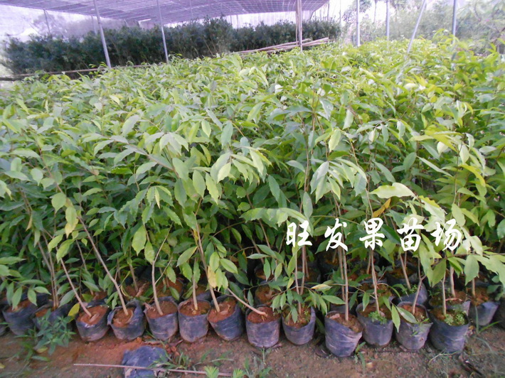 沉香苗廣東沉香苗大量現苗