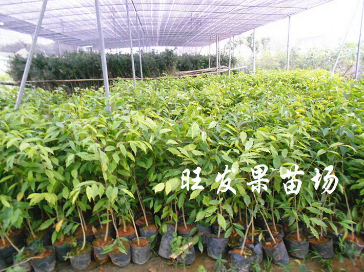沉香苗廣東沉香苗大量現苗