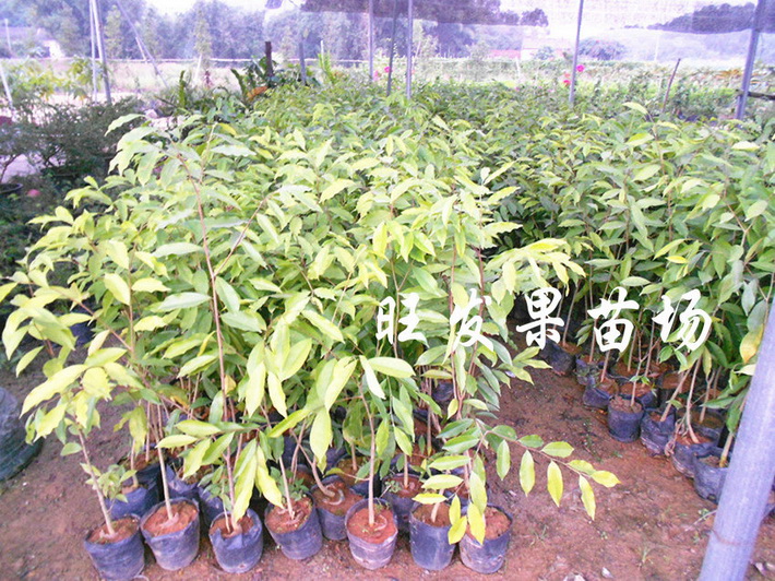 沉香苗廣東沉香苗大量現苗