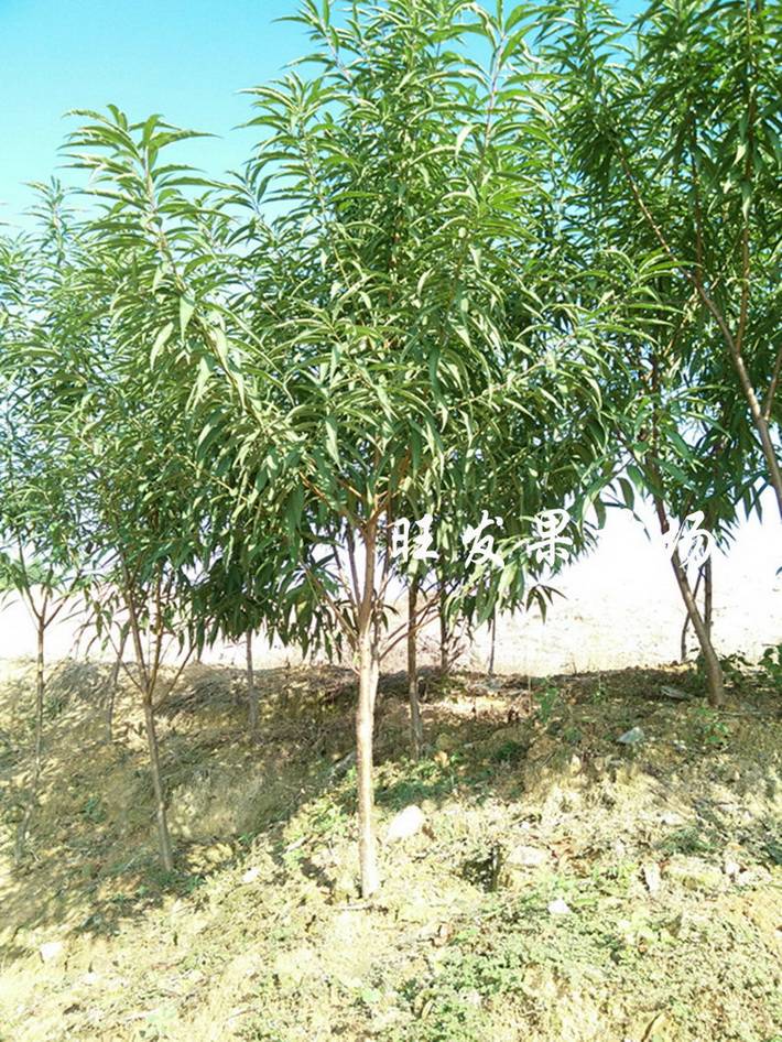 供應觀賞桃花苗嫁接苗 大紅桃花苗 桃花樹苗