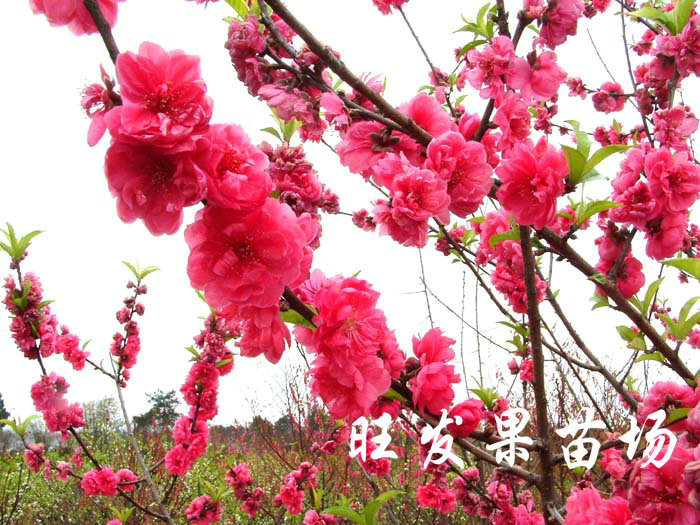 供應觀賞桃花苗嫁接苗 大紅桃花苗 桃花樹苗