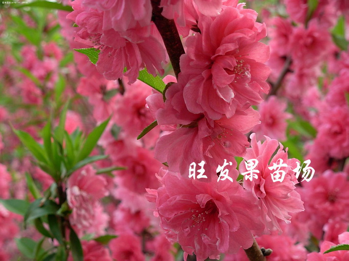 供應觀賞桃花苗嫁接苗 大紅桃花苗 桃花樹苗
