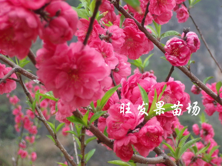 供應觀賞桃花苗嫁接苗 大紅桃花苗 桃花樹苗
