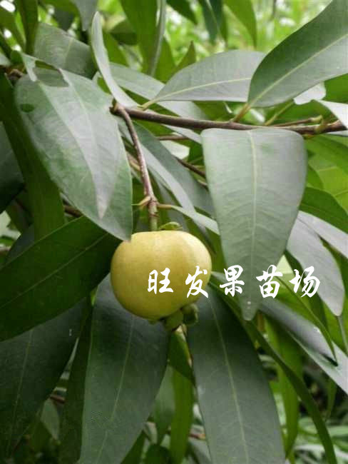 供應水蒲桃苗果樹苗  野生蒲桃樹苗量大價優