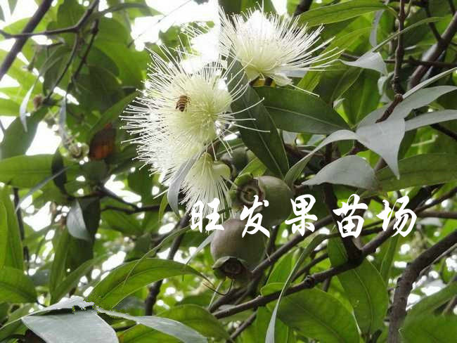 供應水蒲桃苗果樹苗  野生蒲桃樹苗量大價優