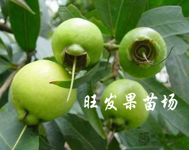 供應水蒲桃苗果樹苗  野生蒲桃樹苗量大價優