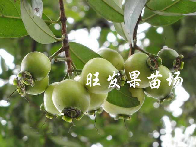 供應水蒲桃苗果樹苗  野生蒲桃樹苗量大價優