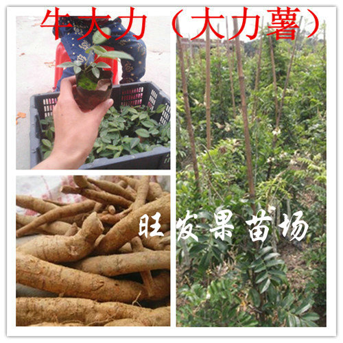 供應牛大力苗批發 牛大力種子苗牛大力薯苗