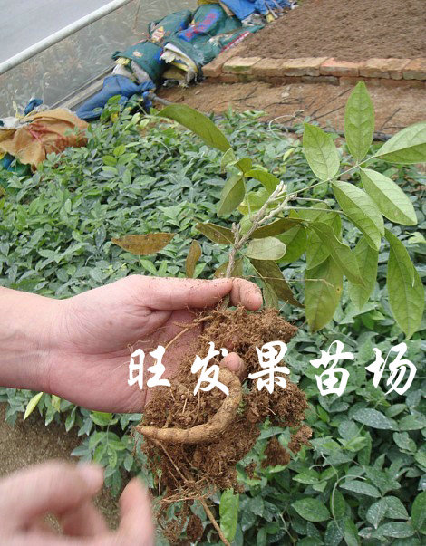 供應(yīng)牛大力苗批發(fā) 牛大力種子苗牛大力薯苗