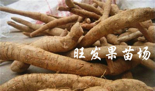 供應(yīng)牛大力苗批發(fā) 牛大力種子苗牛大力薯苗