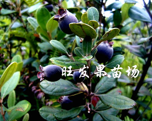 捻子樹苗桃金娘捻子苗 南北種植桃金娘野生果樹