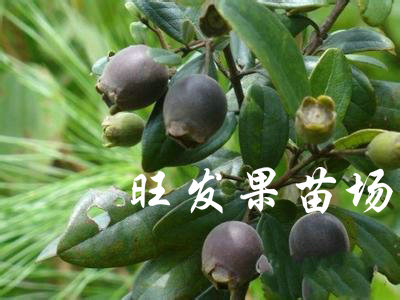 捻子樹苗桃金娘捻子苗 南北種植桃金娘野生果樹