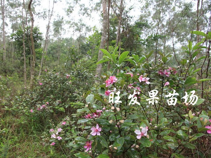 捻子樹苗桃金娘捻子苗 南北種植桃金娘野生果樹