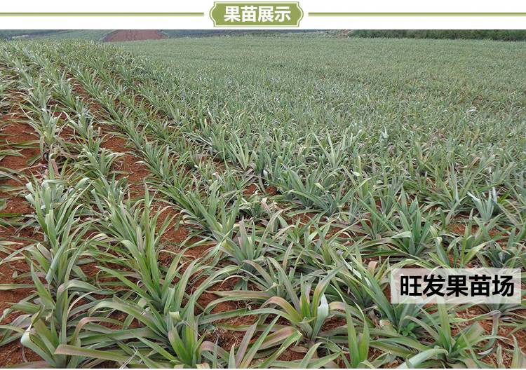 臺灣地菠蘿苗金鉆鳳梨苗可盆栽可地載當年結果樹苗
