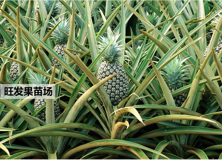 臺灣地菠蘿苗金鉆鳳梨苗可盆栽可地載當年結果樹苗