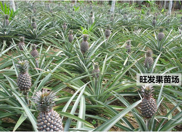 臺灣地菠蘿苗金鉆鳳梨苗可盆栽可地載當年結果樹苗