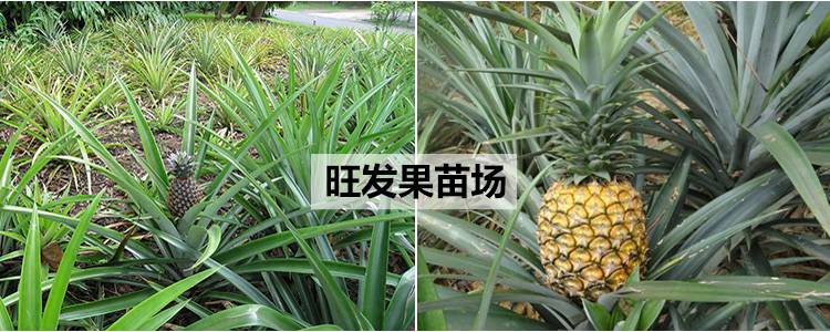 臺灣地菠蘿苗金鉆鳳梨苗可盆栽可地載當年結果樹苗