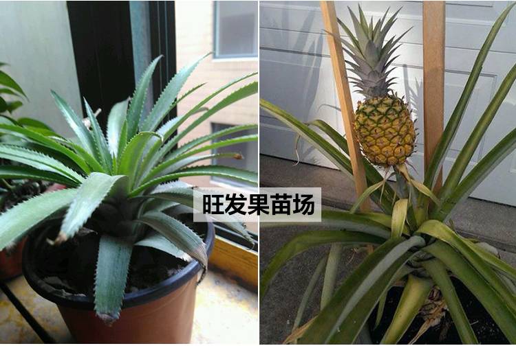 臺灣地菠蘿苗金鉆鳳梨苗可盆栽可地載當年結果樹苗