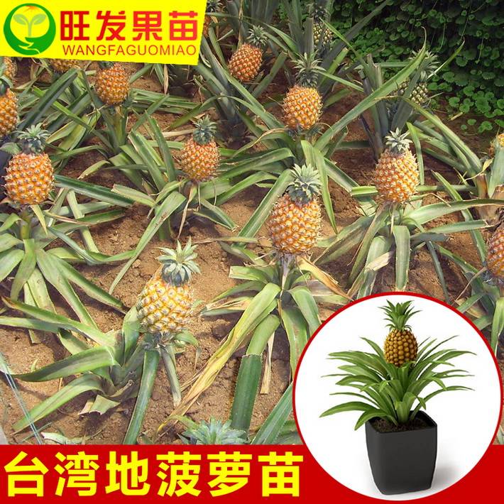 臺灣地菠蘿苗金鉆鳳梨苗可盆栽可地載當年結果樹苗