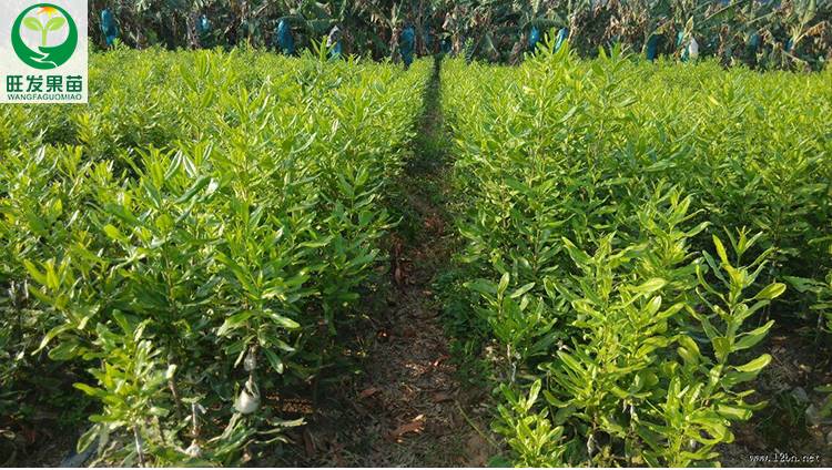 澳洲堅果苗 夏威夷堅果正宗早2號堅果苗嫁接苗 皮薄肉厚