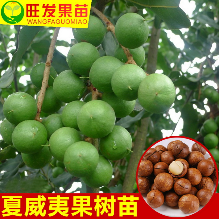 澳洲堅果苗 夏威夷堅果正宗早2號堅果苗嫁接苗 皮薄肉厚
