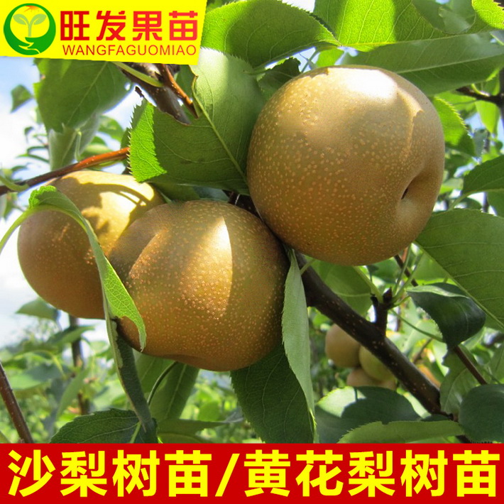 沙梨苗青花梨樹苗 嫁接苗可盆栽耐寒水果樹苗肉甜脆爽