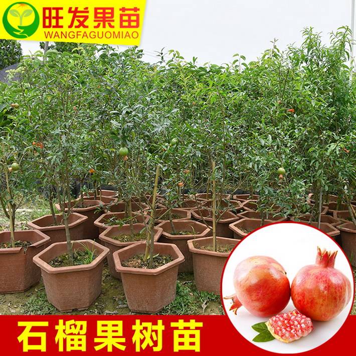 正宗石榴樹苗 石榴苗盆栽石榴苗石榴籽苗 南北方地栽石榴果樹苗木