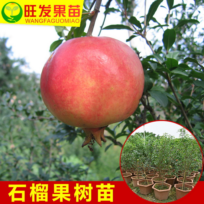正宗石榴樹苗 石榴苗盆栽石榴苗石榴籽苗 南北方地栽石榴果樹苗木