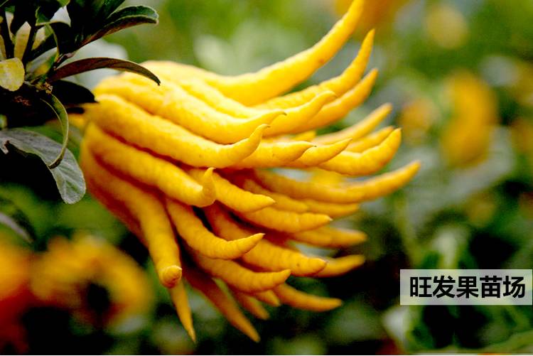 大量供應四季結果嫁接佛手苗 品種純正規格齊全價格優惠