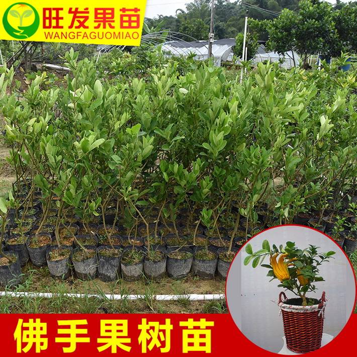 大量供應四季結果嫁接佛手苗 品種純正規格齊全價格優惠