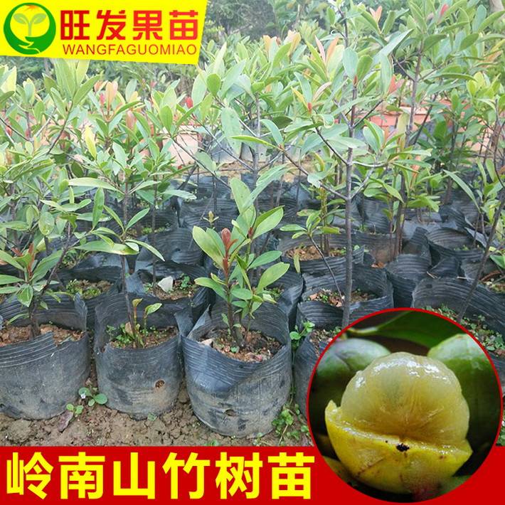 大量供應正宗嶺南山竹苗（羅蒙樹）黃牙樹 樹形美觀可觀賞樹價優