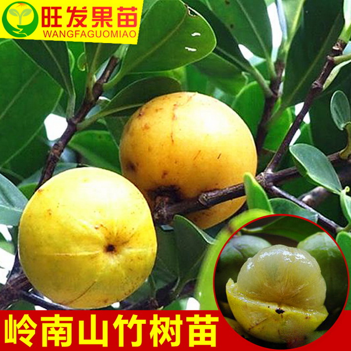 大量供應正宗嶺南山竹苗（羅蒙樹）黃牙樹 樹形美觀可觀賞樹價優(yōu)
