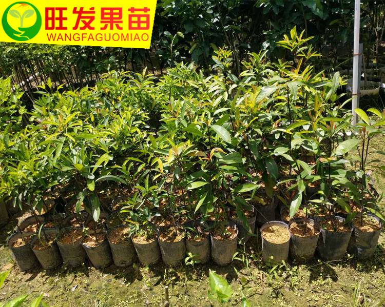 大量供應正宗嶺南山竹苗（羅蒙樹）黃牙樹 樹形美觀可觀賞樹價優(yōu)
